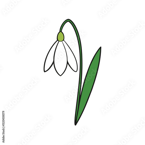 snowdrop flower on a white background.