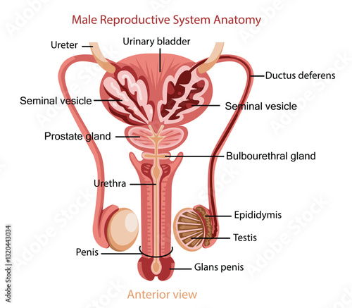 Male Reproductive System Anatomy Illustration
