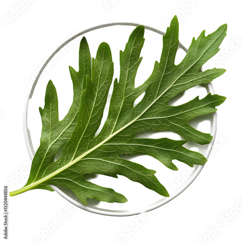 Single vibrant green leaf rests on a circular white plate, isolated on a transparent background.