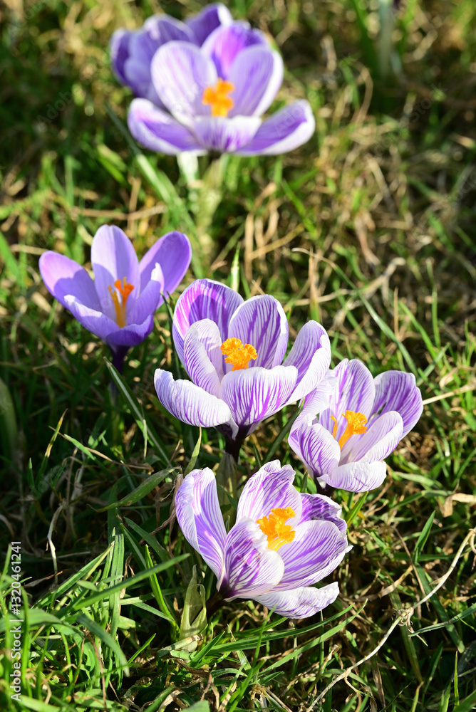 Fototapeta premium Krokusse in Frühling in Düsseldorf, Deutschland