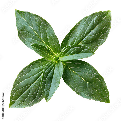 Vibrant Green Leaf Sprig Isolated on White Background: A Detailed, High-Resolution Image of Fresh, Lush Foliage Perfect for Design Projects.