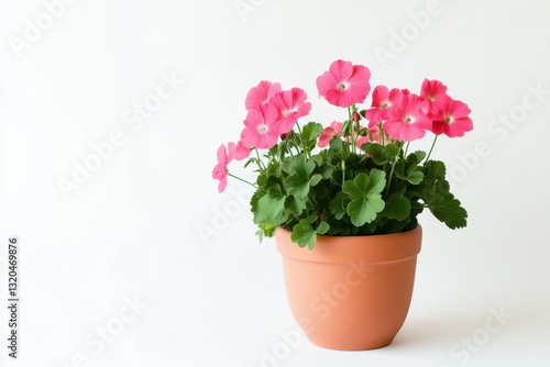 Wallpaper Mural Pelargonium zonale blooming in a trendy terracotta pot on a clean white background Torontodigital.ca