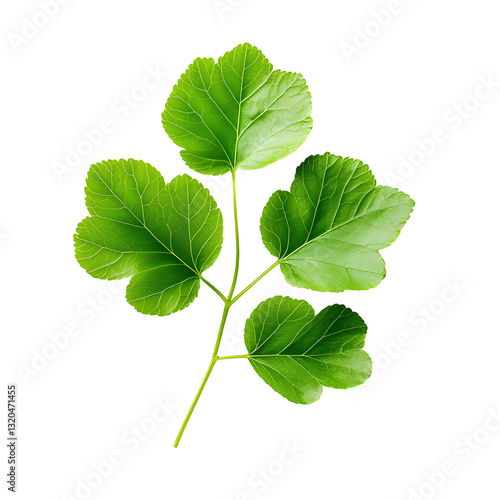 Vibrant Green Leaf Sprig Isolated on a White Background