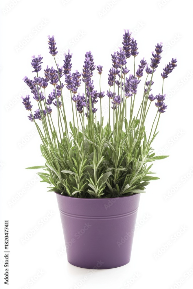 Fototapeta premium Lavandula plant in a modern pot on a clean white background showcasing vibrant purple flowers