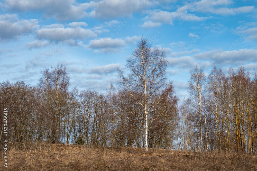Bare trees and dry grass against the blue sky in early spring. Bare trees and dry grass against the blue sky in early spring.