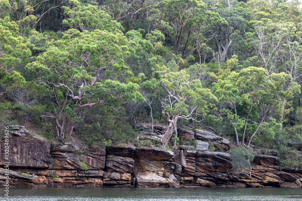 Sydney Red Gums and sandstone rock ledges, Hacking River Royal National Pary Sydney Australia Sydney Red Gums and sandstone rock ledges, Hacking River Royal National Pary Sydney Australia