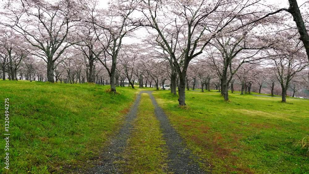 Row of Cherry blossoms trees in spring, Shizuoka in Japan. Row of Cherry blossoms trees in spring, Shizuoka in Japan.