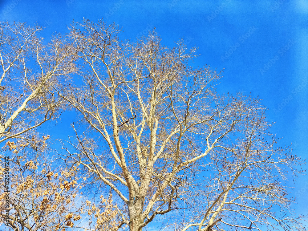 Leafless branches reach toward a bright blue sky on a clear winter day Leafless branches reach toward a bright blue sky on a clear winter day