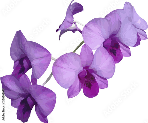 vector image of a purple orchid flower on a white background
