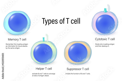 Types of T cell. T lymphocytes. Memory, helper, suppressor and cytotoxic T cells. Adaptive immunity. The Immune System.