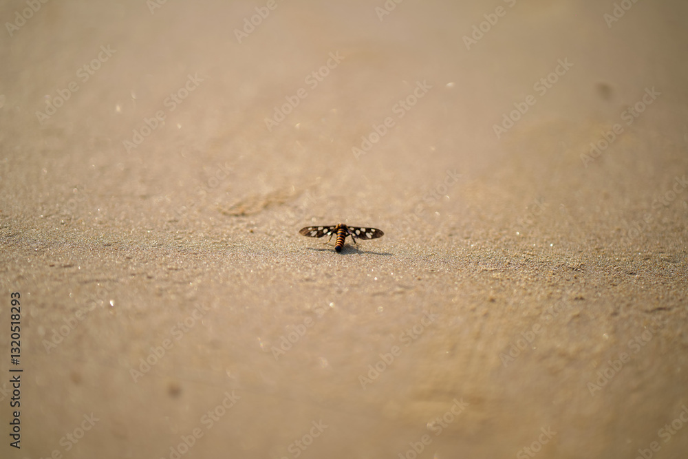 Beach Insect Close-up, Bug on Sandy Beach, Small Insect on Sand, Nature Macro Photography, Stranded Insect on Shore, Minimalist Nature Shot, Tiny Creature on Sand stock photo.
Beach Insect Close-up, Bug on Sandy Beach, Small Insect on Sand, Nature Macro Photography, Stranded Insect on Shore, Minimalist Nature Shot, Tiny Creature on Sand stock photo.