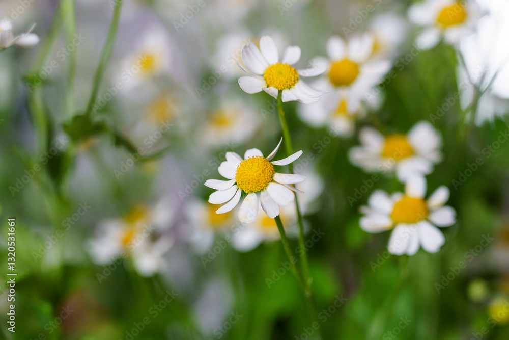 beautiful photos of daisies, gerberas on a light background, chamomile close-up, bouquet of daisies beautiful photos of daisies, gerberas on a light background, chamomile close-up, bouquet of daisies