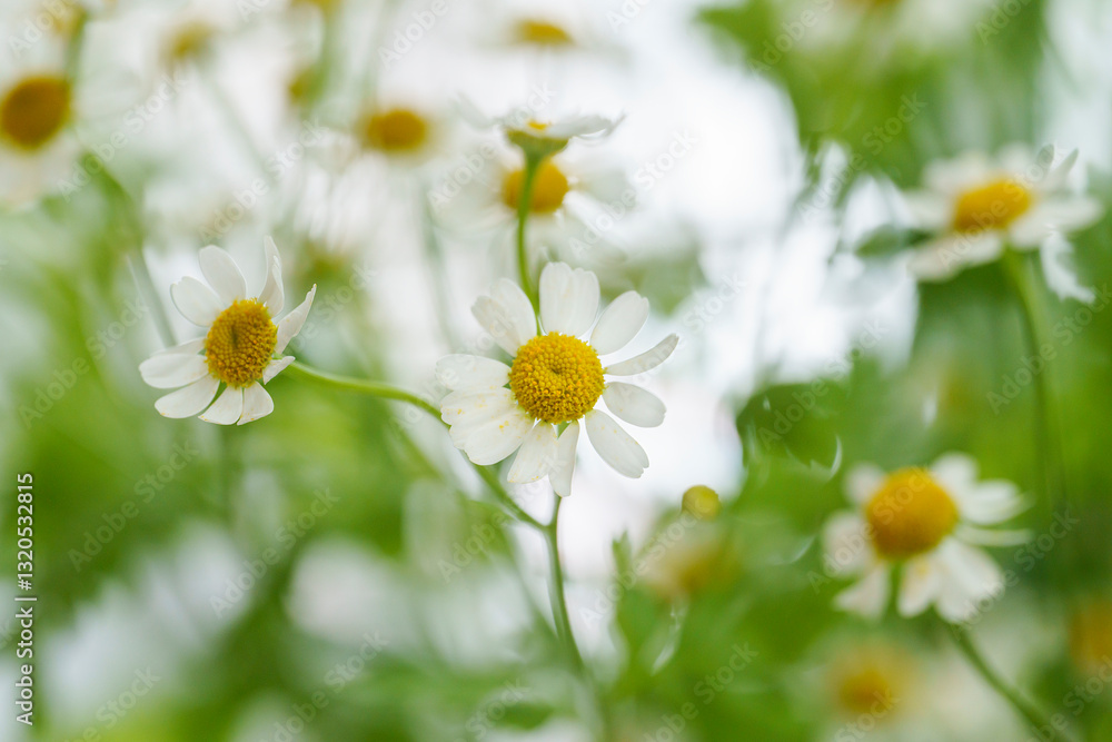 beautiful photos of daisies, gerberas on a light background, chamomile close-up, bouquet of daisies beautiful photos of daisies, gerberas on a light background, chamomile close-up, bouquet of daisies