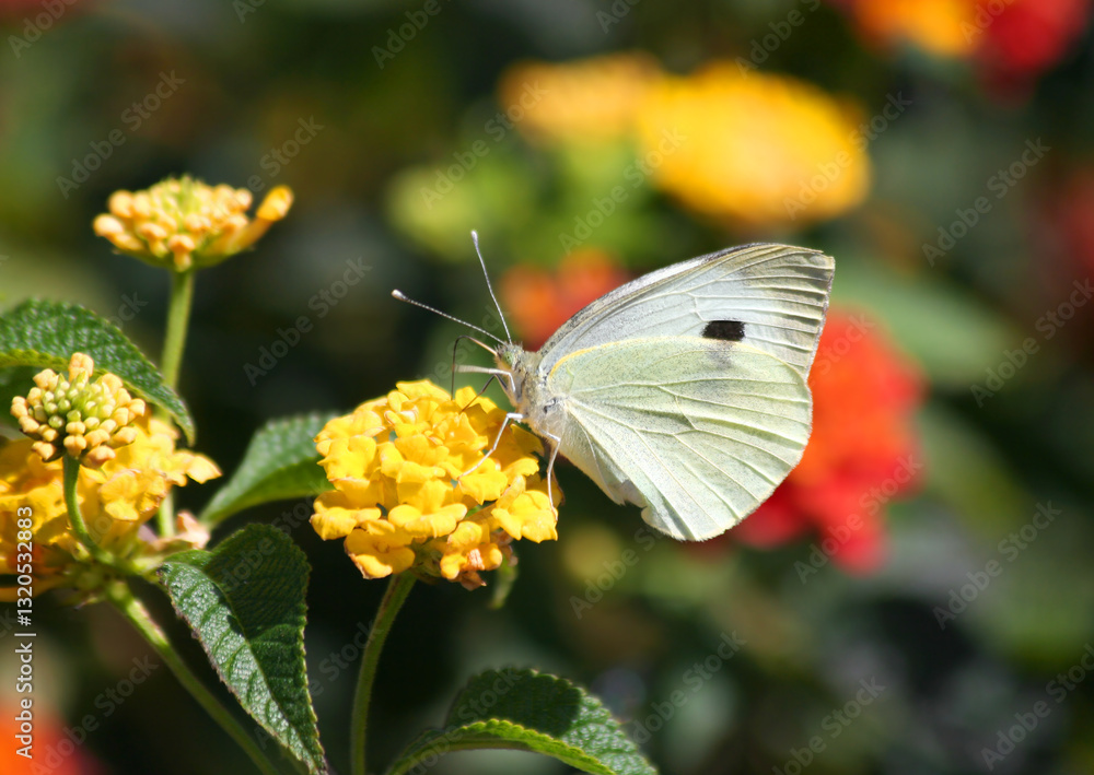 Cabbage White Butterfly feeding on Yellow Lantana Flower in Mersin, Turkey Cabbage White Butterfly feeding on Yellow Lantana Flower in Mersin, Turkey