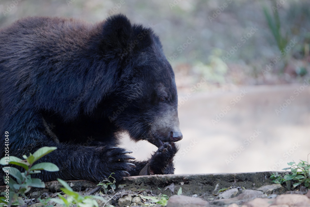 black bear licking paw, sloth bear resting, wild bear grooming, bear close-up portrait, relaxed bear in nature, forest bear behavior, furry bear in wilderness stock photo.
black bear licking paw, sloth bear resting, wild bear grooming, bear close-up portrait, relaxed bear in nature, forest bear behavior, furry bear in wilderness stock photo.