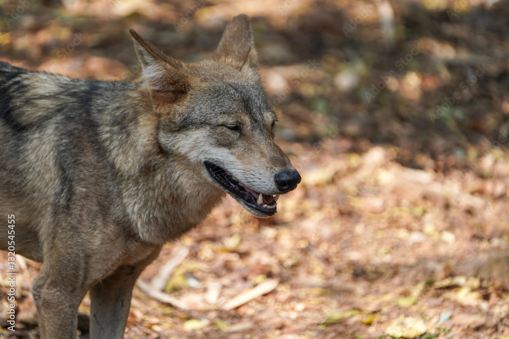 wild wolf walking, majestic grey wolf, lone wolf in nature, wolf in natural habitat, wilderness predator, fierce wolf on the move, wolf near red wall stock photo.
wild wolf walking, majestic grey wolf, lone wolf in nature, wolf in natural habitat, wilderness predator, fierce wolf on the move, wolf near red wall stock photo.