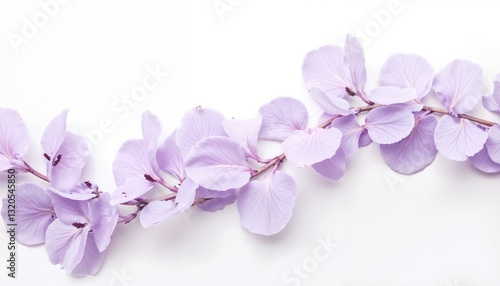 Delicate lilac flowers on a white background with soft lighting and elegance