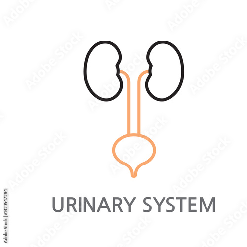 24.Urinary System.Urology, urology system icon. Edible urology, urology system linear illustration icon on white background. EPS, PNG, JPG