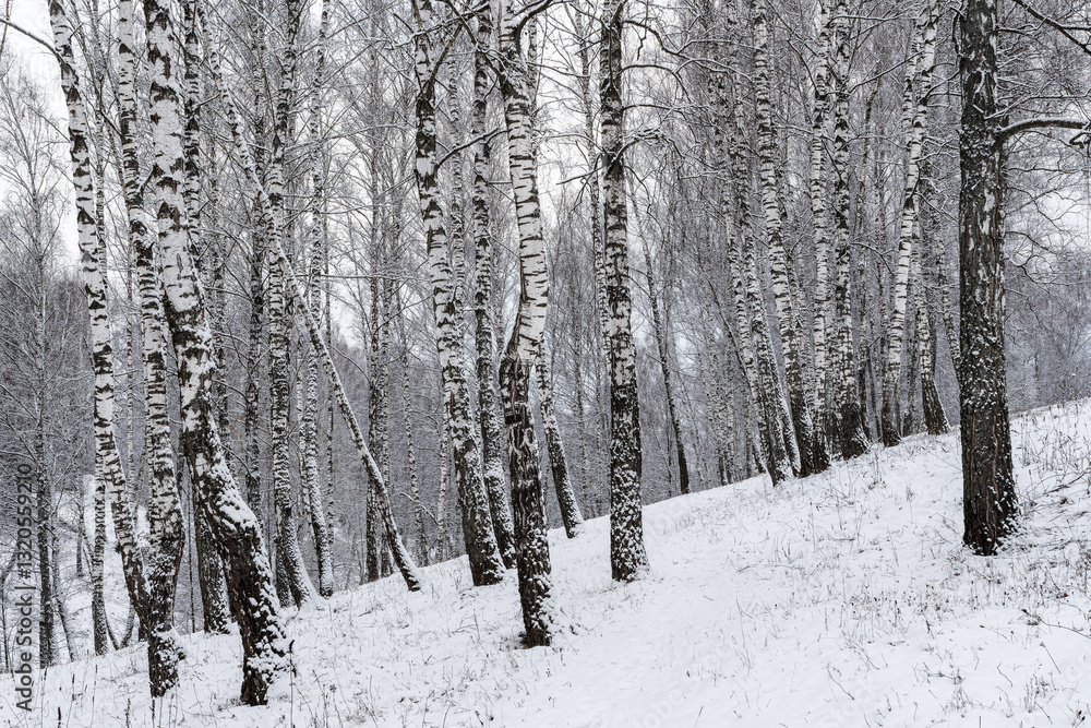 Birch grove after a snowfall on a winter cloudy day. Birch branches covered with snow. Birch grove after a snowfall on a winter cloudy day. Birch branches covered with snow.