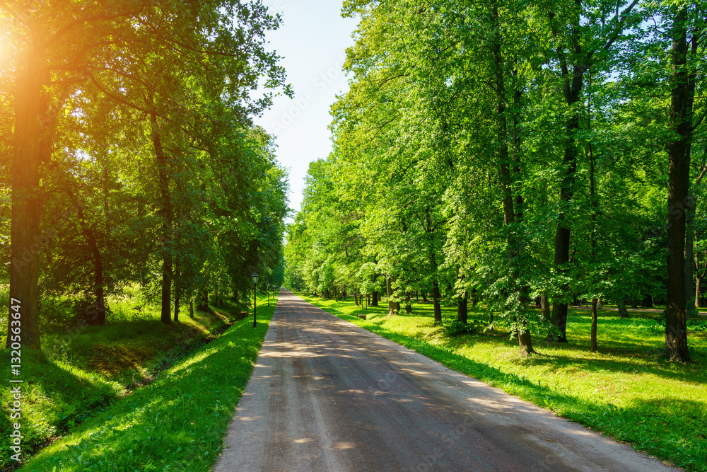 Footpath through a park with lush green trees during the daytime in spring Footpath through a park with lush green trees during the daytime in spring