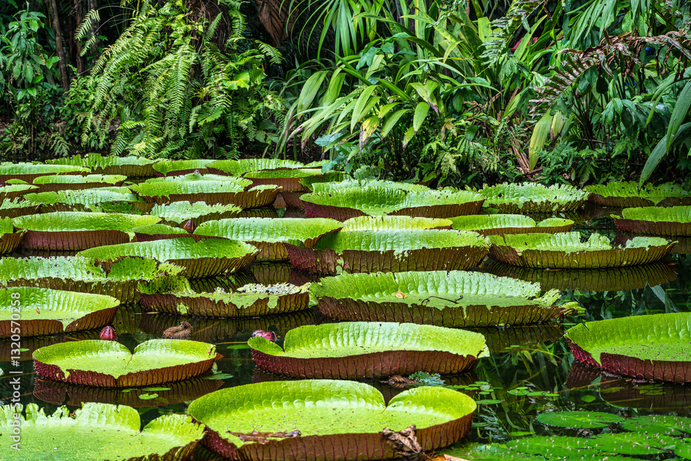 Amazonian lily in water, the largest aquatic plant in the world in Belem do Para, Brazil