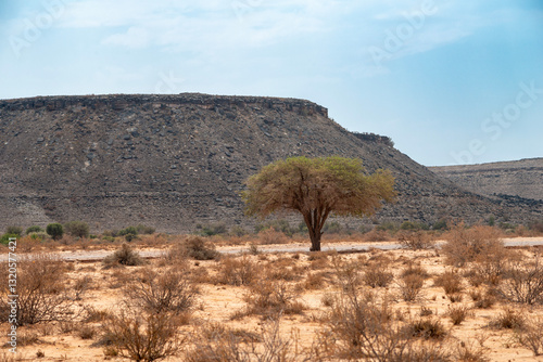 lonely tree in desert
