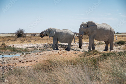 Photography two elephants near water