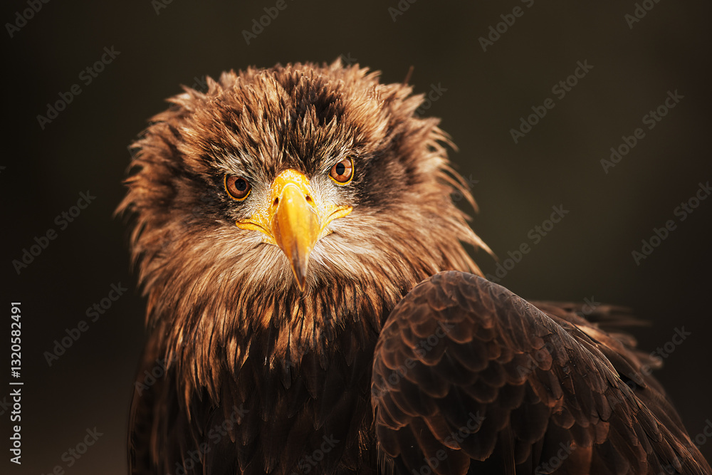 Fototapeta premium White-tailed eagle (Haliaeetus albicilla) nice portrait with dark background