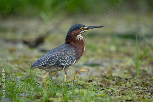 The green heron, Butorides virescens, is a small heron of Central America.