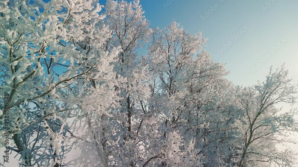 Frosted trees create a stunning winter landscape, contrasting beautifully with the clear blue sky. This serene environment invites a sense of calm and tranquility.