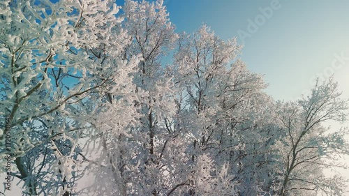 Wallpaper Mural Frosted trees create a stunning winter landscape, contrasting beautifully with the clear blue sky. This serene environment invites a sense of calm and tranquility. Torontodigital.ca
