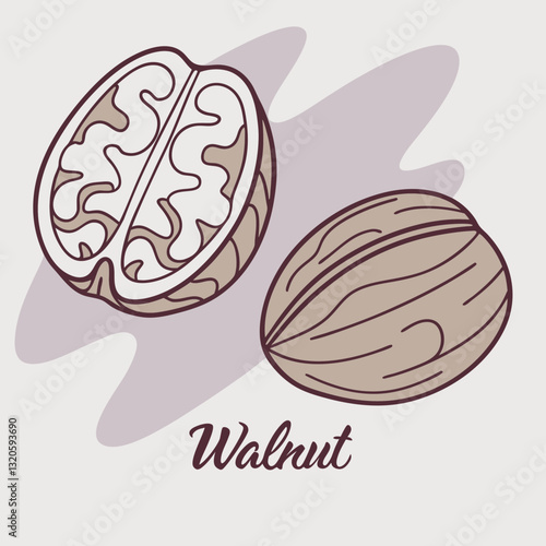 Delicate walnut illustration displaying organic patterns and natural texture