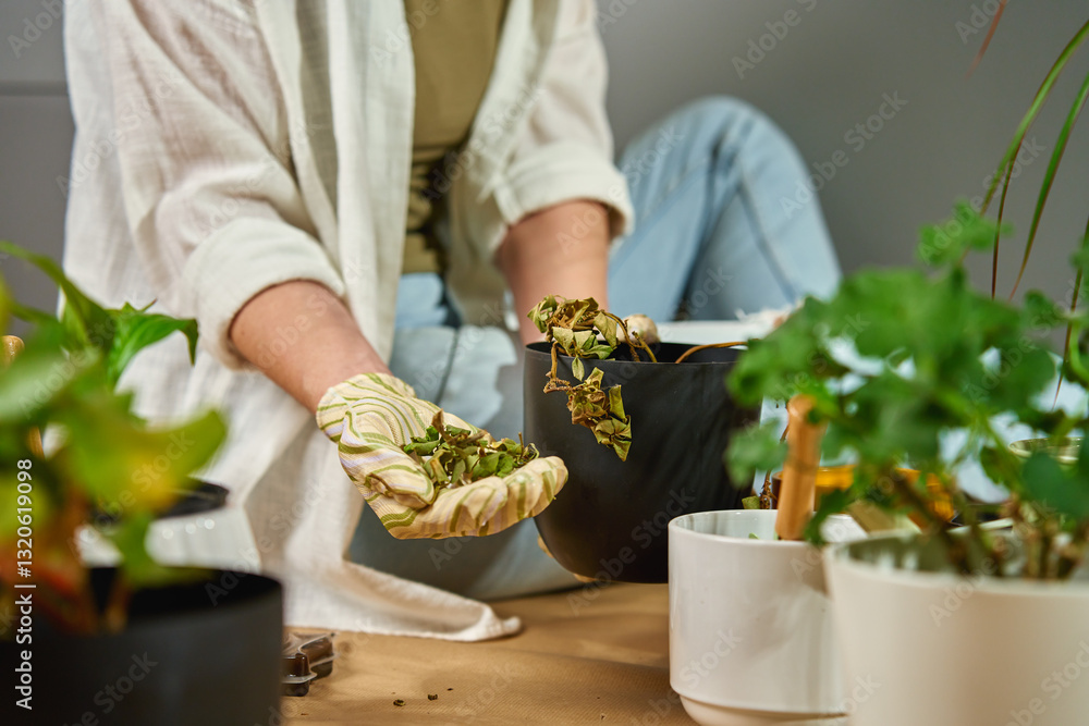 Woman in gardening gloves removing dried leaves from wilting plant while repotting. Female gardener tending to her flowers at home. Concept of plant care and gardening challenges
