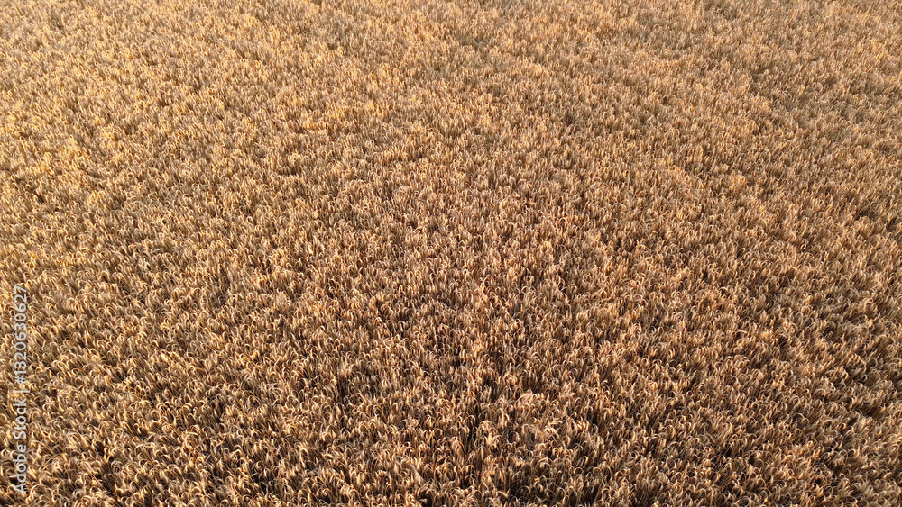 Sunlit wheat field with golden ears of grain Sunlit wheat field with golden ears of grain