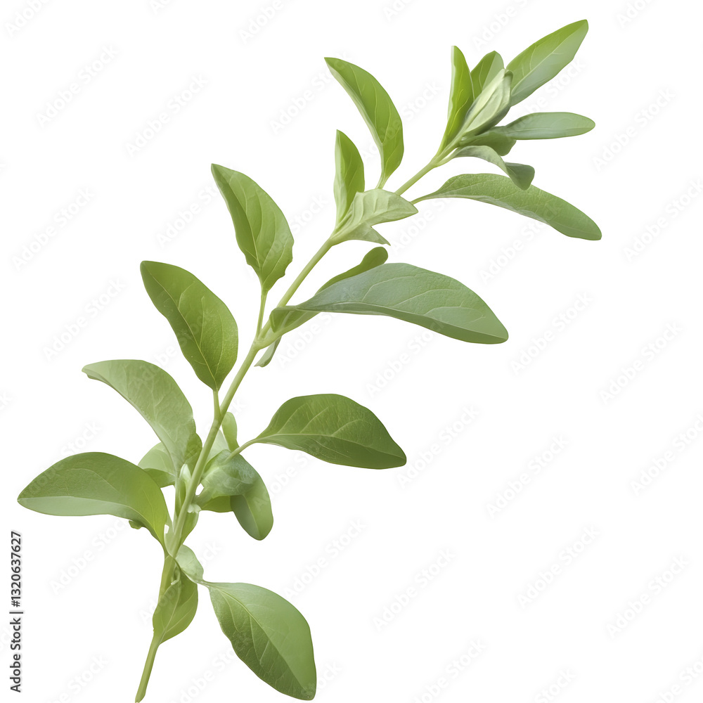 Naklejka premium and organic fresh herb sprig featuring lush symmetrical leaves with subtle shading and smooth textures floating gracefully on a transparent background This image evokes a sense of purity serenity