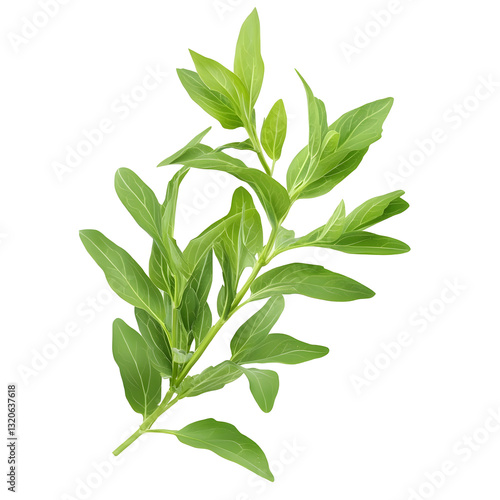 A and organic fresh herb sprig with lush symmetrical leaves subtle shading and smooth textures floating on a transparent background  This image can be used for various purposes such as culinary