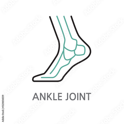 24.ANKLE JOINT.Ankle, bone, ankle joint, joint icon. Edible ankle, bone, ankle joint, joint linear illustration icon on white background. EPS, PNG, JPG