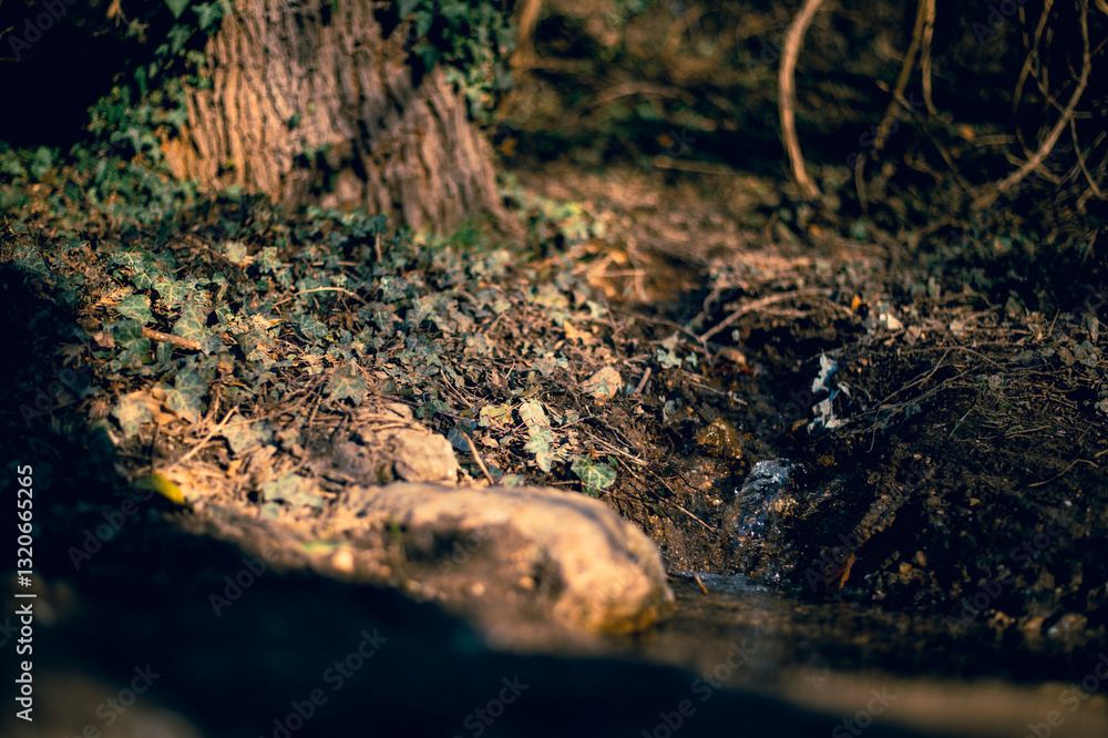 Obraz premium autumn in the forest