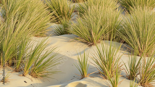 Fototapeta Naklejka Na Ścianę i Meble -  Vibrant Beach Grasses on Serene Sand Dunes A Coastal Harmony of Color and Nature