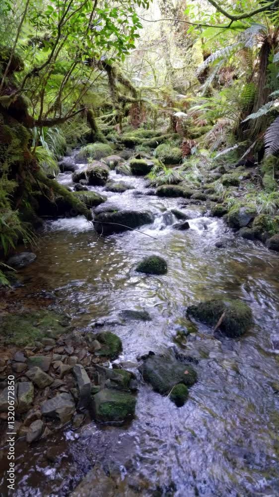 Water Flowing Over Mossy Boulders in the Woods - Serene Forest Stream
Water Flowing Over Mossy Boulders in the Woods - Serene Forest Stream