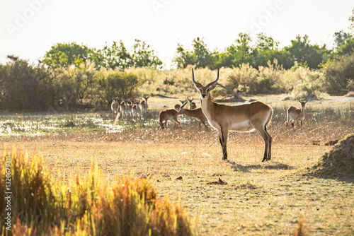 Common Impala horned male portrait in Kruger National park, South Africa ; Specie Aepyceros melampus family of Bovidae