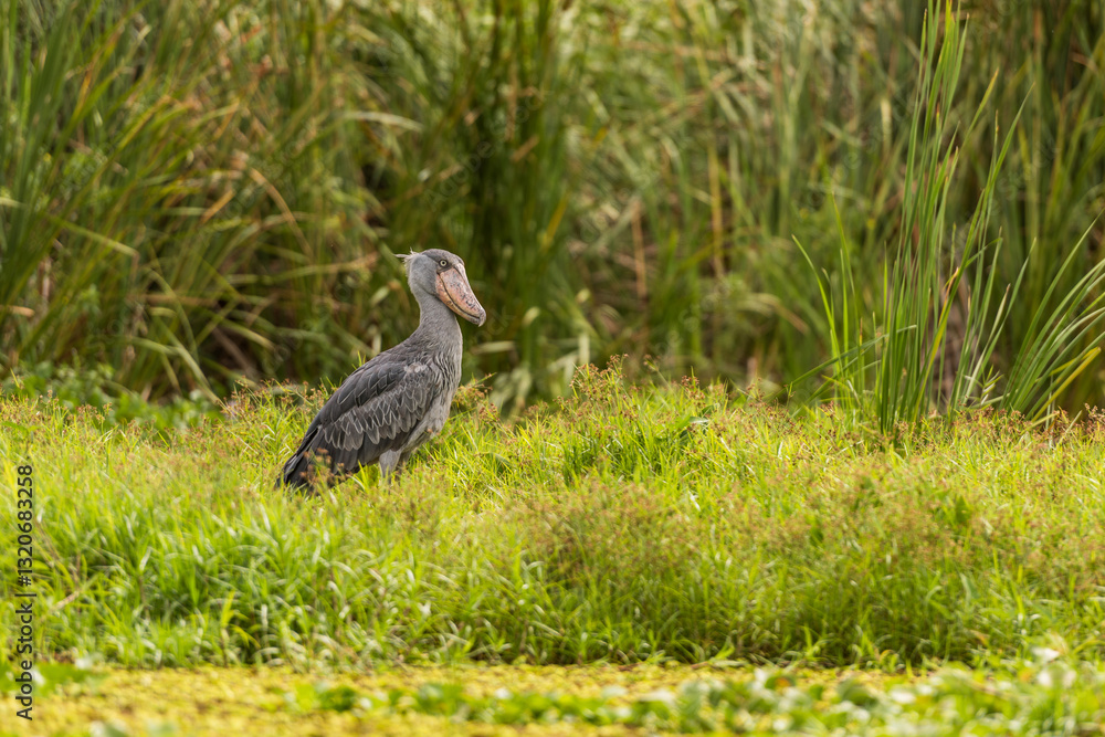 African Balaeniceps (Balaeniceps rex) is a large African bird from the order of the rocks, known especially because of its conspicuously shaped beak. African Balaeniceps (Balaeniceps rex) is a large African bird from the order of the rocks, known especially because of its conspicuously shaped beak.