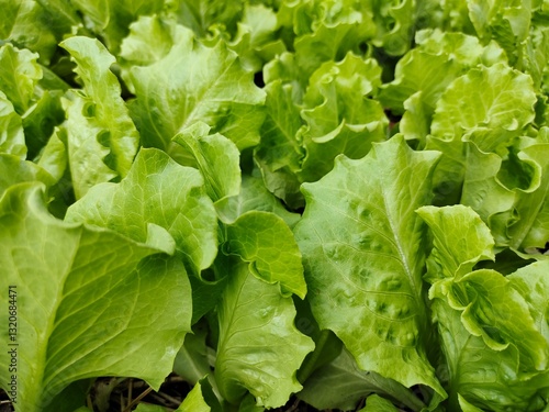 Fotografie Freshly picked salad greens tend to be tastier than regular salad greens