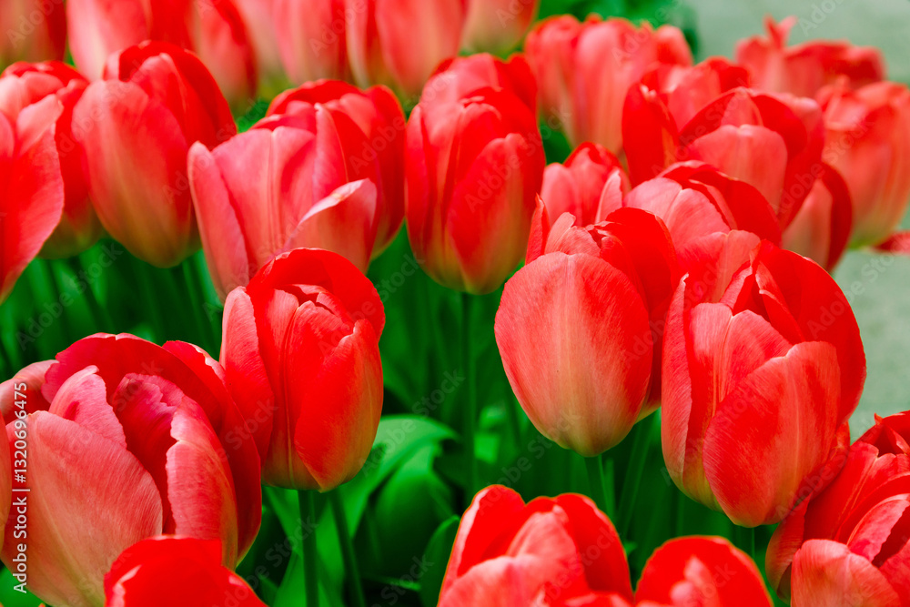 Fototapeta premium closeup red tulips holiday background