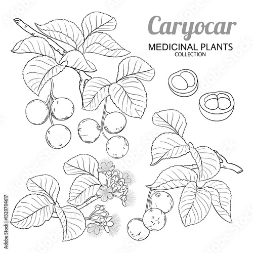 Caryocar Branch with Flowers, Nuts and Leaves Outline Illustration. Organic natural nutritional healthy food ingredient, vegetarian diet product. Vector isolated for design or decoration.