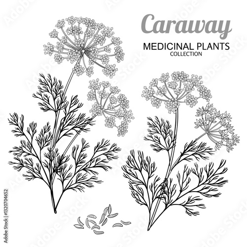 Caraway Plant with Flowers and Leaves Outline Illustration. Organic natural nutritional healthy food ingredient, vegetarian diet product. Vector isolated for design or decoration.