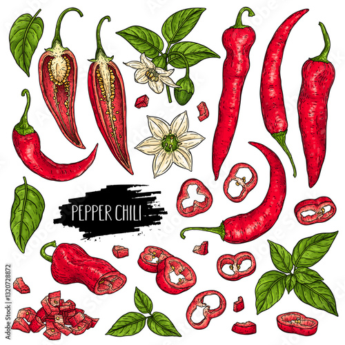 Hand drawn organic vegetable set of peppers chili, slices, pieces, flower and branch isolated on white background with label. Design for shop, market, book, menu, poster, banner. Sketch illustration