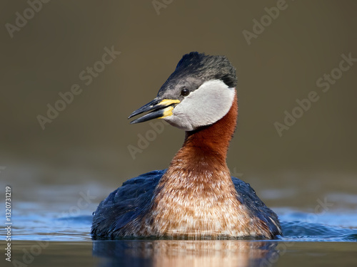 Red-necked grebe (Podiceps grisegena) photo