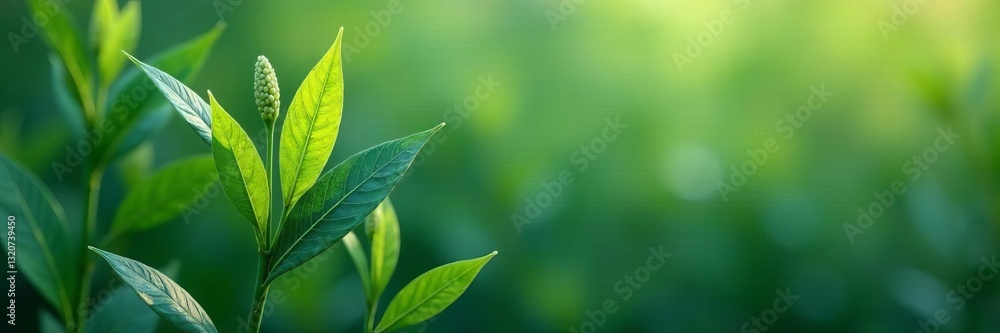 Modern flat design of sesame plant with leaves and seeds, Plantation, Aromatic, Produce Modern flat design of sesame plant with leaves and seeds, Plantation, Aromatic, Produce