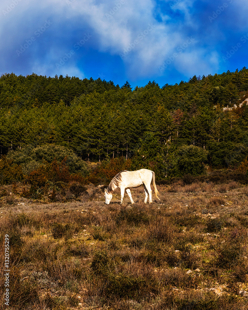 A white horse grazing in the field A white horse grazing in the field